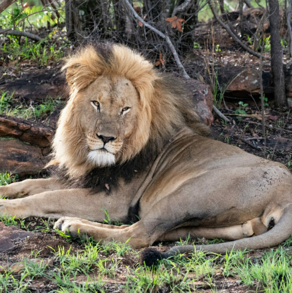 A Day in the Life of the Lion King