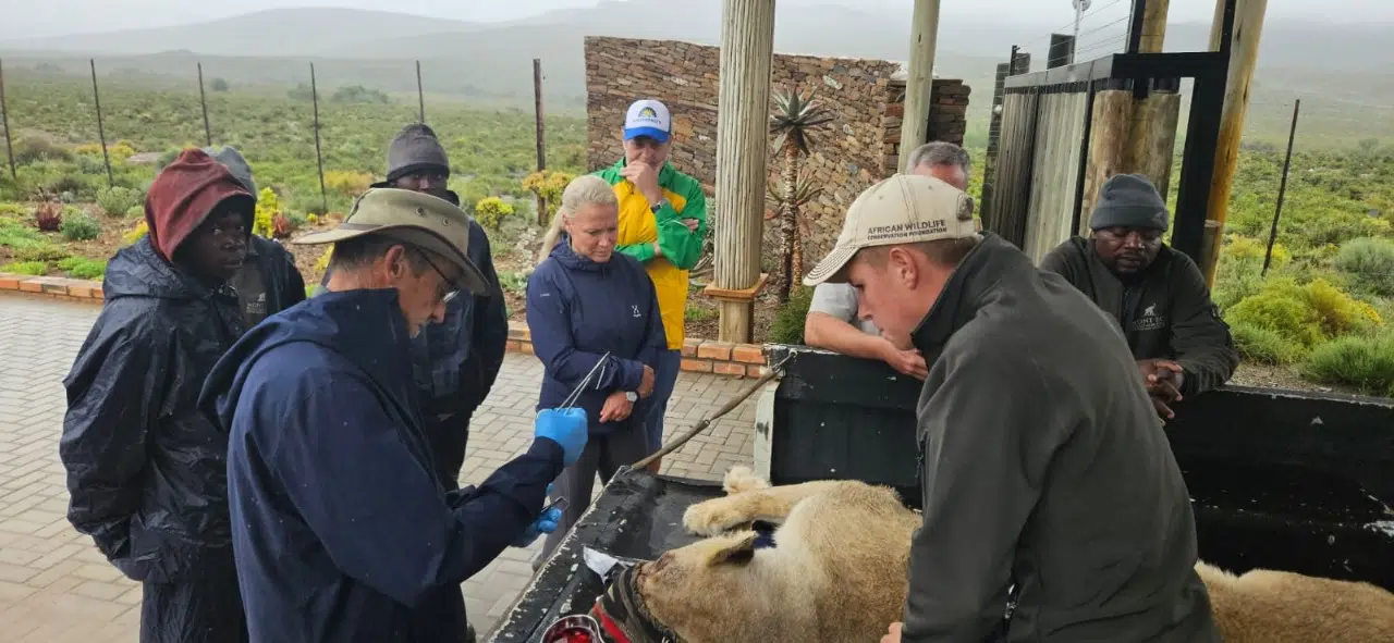 Erfolgreiche Augenoperation bei Löwin im Mont Eco Game Reserve zur Rettung ihres Augenlichts