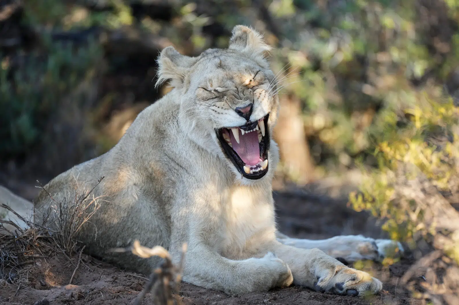 Le Lion - Roi des animaux