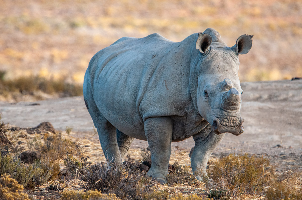 Le rhinocéros - Gardiens d'un héritage en voie de disparition