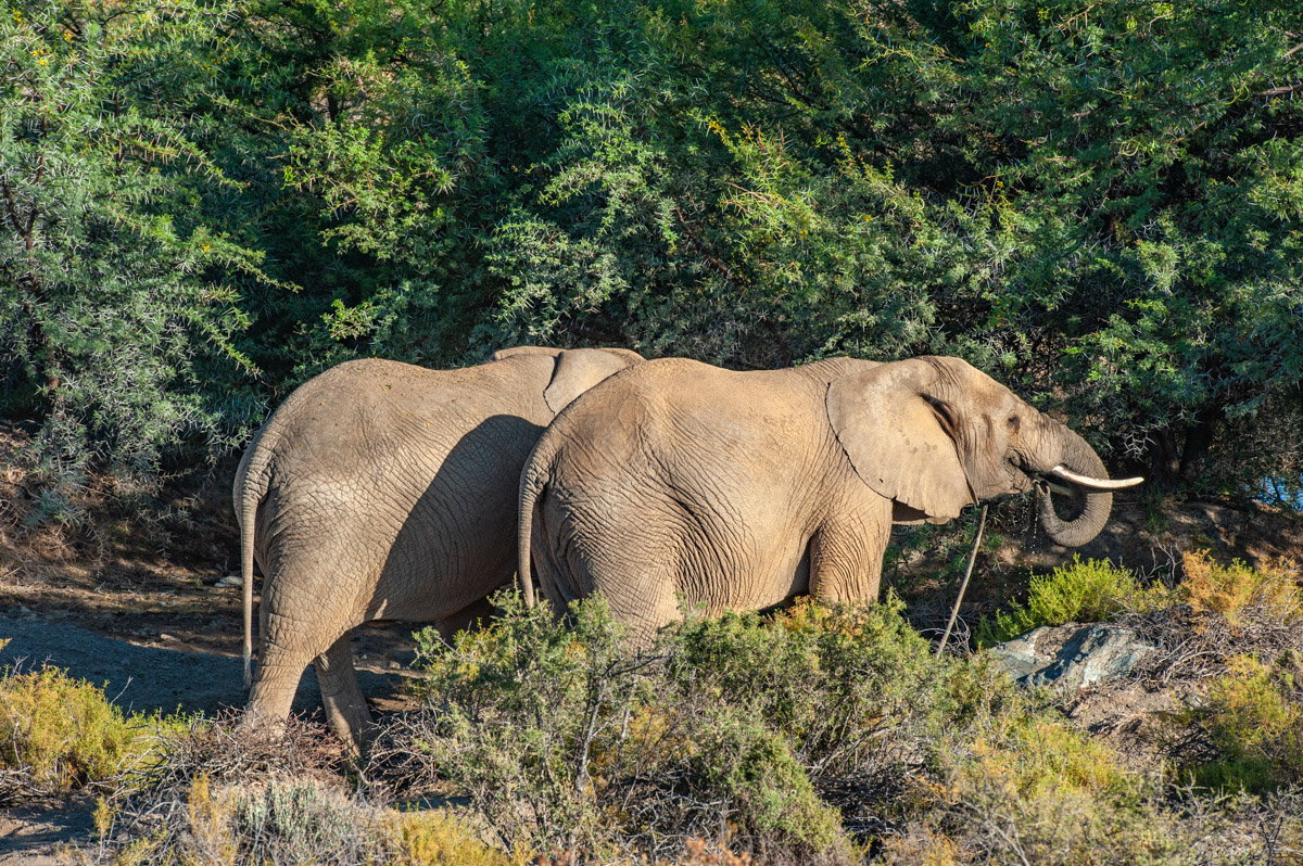 Elefanten in der Karoo