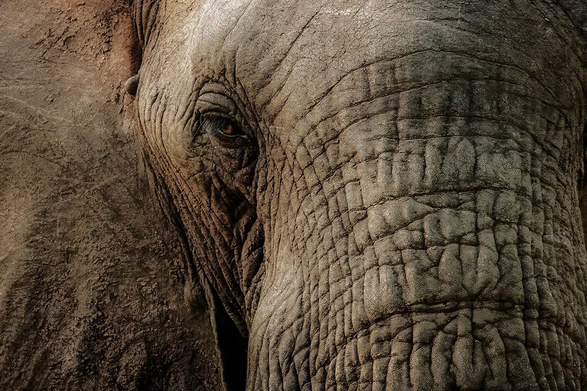 One of the most captivating aspects of elephant life is their strong sense of family and empathy.