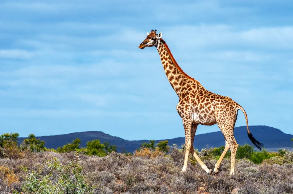 Giraffe walking gracefully across the open plains of Mont Eco Private Nature Reserve near Cape Town, surrounded by the rugged beauty of the Klein Karoo.