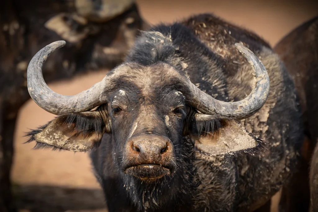 Close-up of an African buffalo at Mont Eco Private Nature Reserve, showcasing the strength and character of South Africa’s Big Five wildlife.