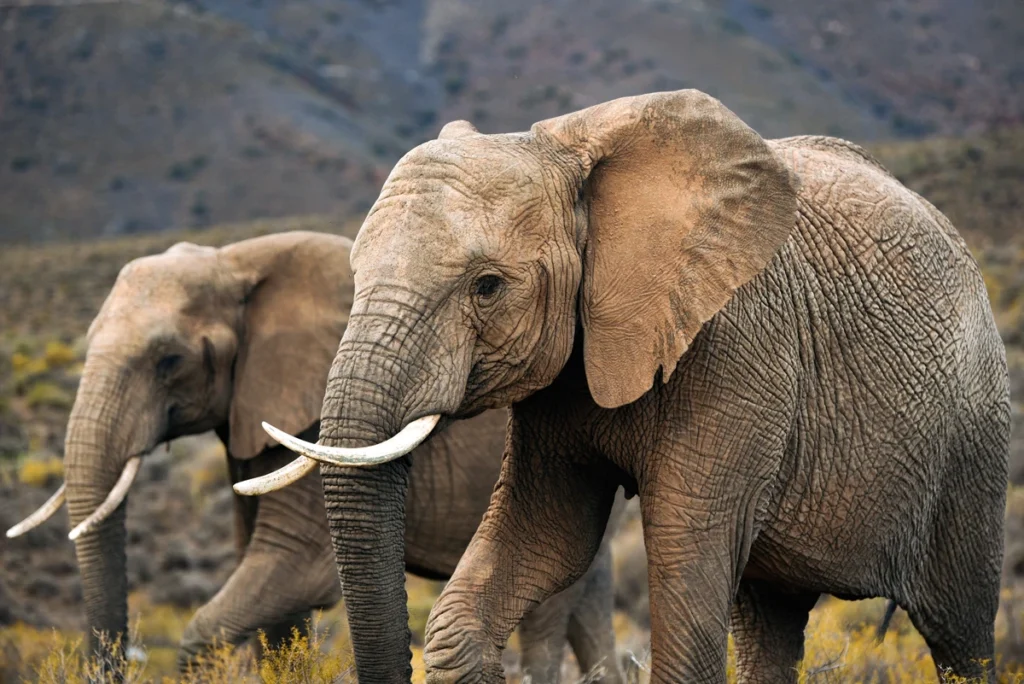 Two elephants walking through the bushveld at Mont Eco Private Nature Reserve near Cape Town, part of the Big Five conservation experience.