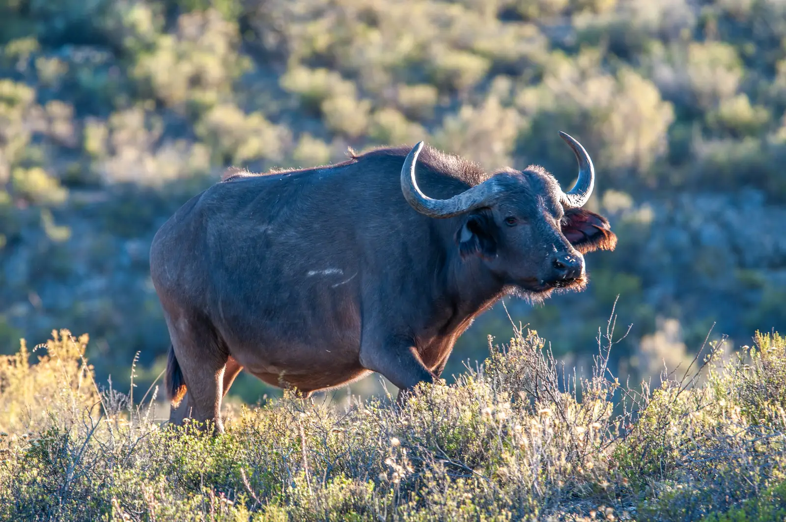 10 Things That Make Mont Eco Game Reserve Unique 1 Cape buffalo standing in the Klein Karoo vegetation at Mont Eco Game Reserve